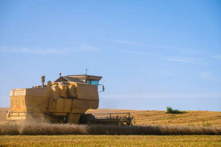 Combine harvester harvests ripe wheat. Agriculture. Selective focusの写真素材
