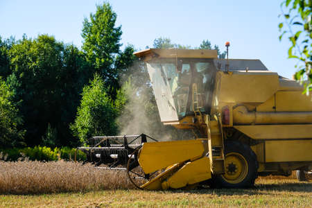 Combine harvester harvests ripe wheat. Agriculture. Selective focusの写真素材