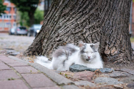 A big beautiful white cat is lying on the ground on the street. Defocused
