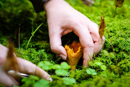 Wild golden chanterelle mushrooms in the forest. Mushroom picking. Defocusedの写真素材