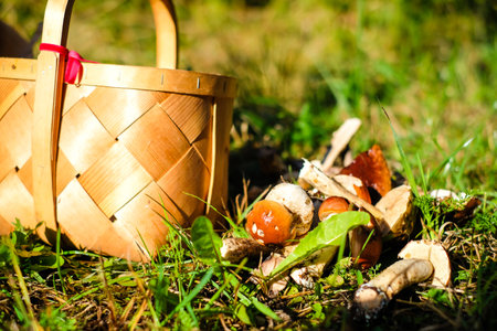 A wicker basket with eatable mushrooms boletus and chanterelles collected in the forest. Concept of mushroom picking. Selective focusの写真素材