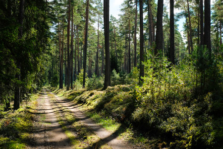Beautiful spruce forest road in summer. Selective focusの写真素材