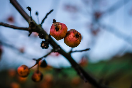 Branches of crab apple tree with red and orange cherry apples in autumn garden. Defocusedの写真素材