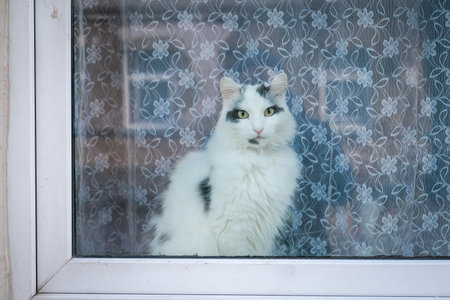 A beautiful white cat sits behind a window and looks outside. Selective focusの写真素材