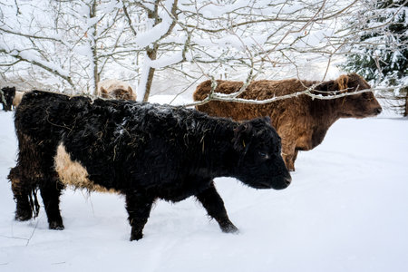 Galloway cattle breed cows in winter. Selective focusの写真素材