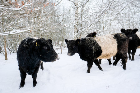 Galloway cattle breed cows in winter. Selective focusの写真素材