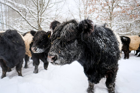 Galloway cattle breed cows in winter. Selective focusの写真素材