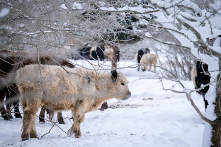 Galloway cattle breed cows in winter. Selective focusの写真素材