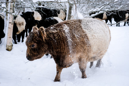 Galloway cattle breed cows in winter. Selective focusの写真素材