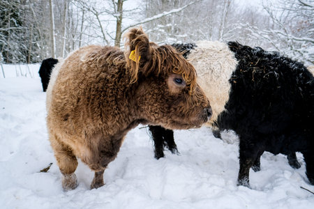 Galloway cattle breed cows in winter. Selective focusの写真素材