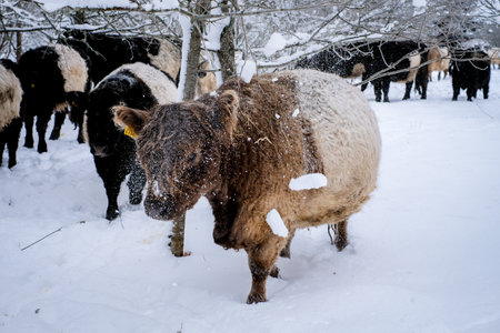 Galloway cattle breed cows in winter. Selective focusの写真素材