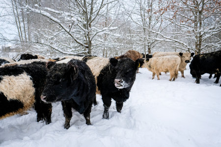 Galloway cattle breed cows in winter. Selective focusの写真素材