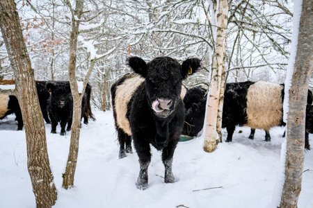 Galloway cattle breed cows in winter. Selective focusの写真素材