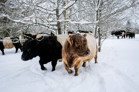 Galloway cattle breed cows in winter. Selective focusの写真素材