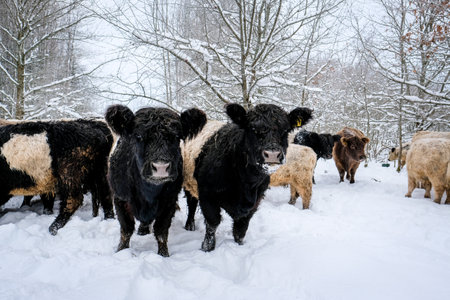 Galloway cattle breed cows in winter. Selective focusの写真素材