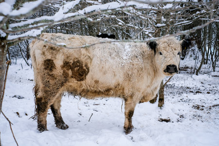 Galloway cattle breed cows in winter. Selective focusの写真素材