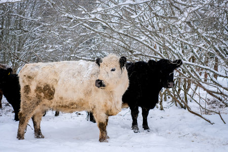 Galloway cattle breed cows in winter. Selective focusの写真素材