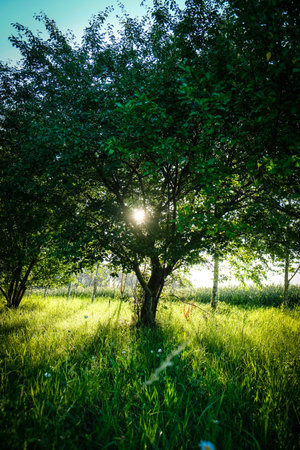 A garden in a country house and apple trees on a beautiful summer evening.の写真素材