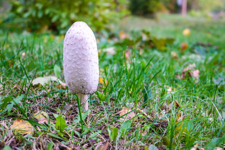 Coprinus Comatus, ink mushroom, shaggy ink cap. Small white mushroom in the grass of a park.の写真素材