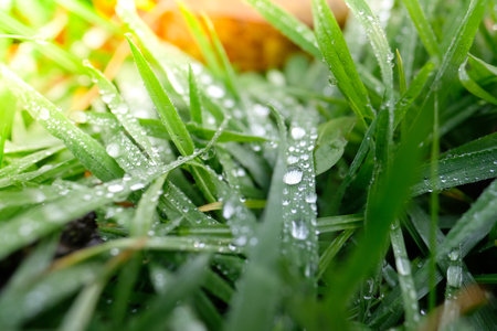 Morning dew, water drops in the grass, summer morning.の写真素材