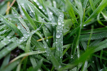 Morning dew, water drops in the grass, summer morning.の写真素材