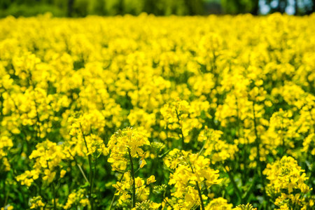 The bright yellow rapeseed field and the clear blue sky in the spring.
