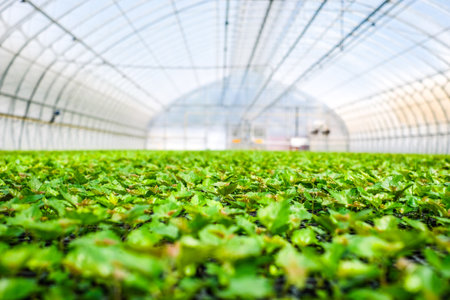 A huge, new industrial modern greenhouse where various plants, green and tree seedlings are grownの写真素材