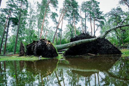 Jurmala, Latvia - July 29, 2024: Aftermath of the storm in the Latvian city of Jurmala. The huge...