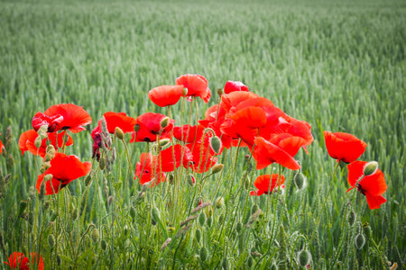 Very beautiful red flowering large poppy field, selective focusの写真素材