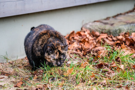 Beautiful tortoiseshell cat eating grass outsideの写真素材