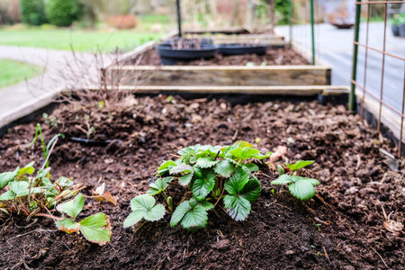 Raised garden beds in a backyard garden. Early spring planting with fresh soil and young strawberry plants growing. Concepts of sustainable living, gardening, backyard farming, and outdoor hobbiesの写真素材