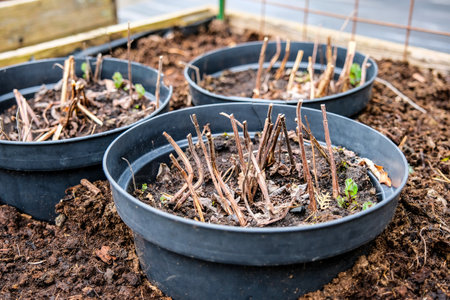 Raised garden beds in a backyard garden. Early spring planting with fresh soil and young strawberry plants growing. Concepts of sustainable living, gardening, backyard farming, and outdoor hobbiesの写真素材