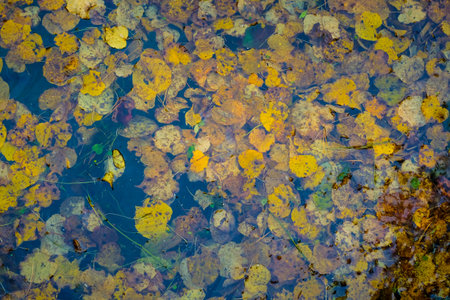 Colorful autumn leaves in autumn, autumn background