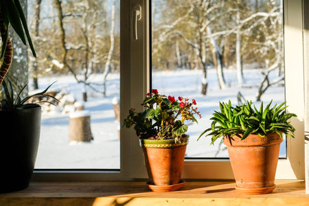 Potted houseplants on a wooden windowsill with warm sunlight and snowy winter landscape outside the...