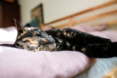 Close-up of a tortoiseshell cat sleeping peacefully on a soft pink bed in a cozy bedroom. The relaxed domestic cat is lying on its side with eyes closed.の写真素材