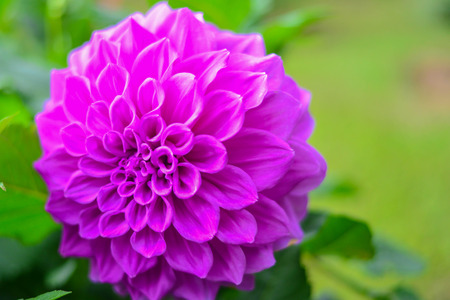 Dahila flower with soft focus.の写真素材