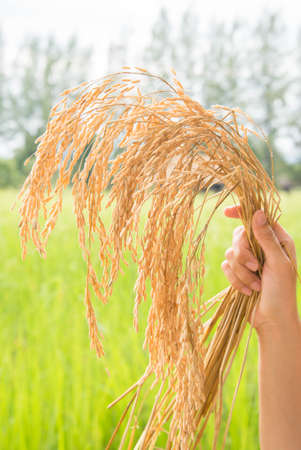 harvest rice with handの写真素材