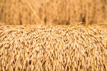 Closeup golden rice with shallow depth of fieldの写真素材