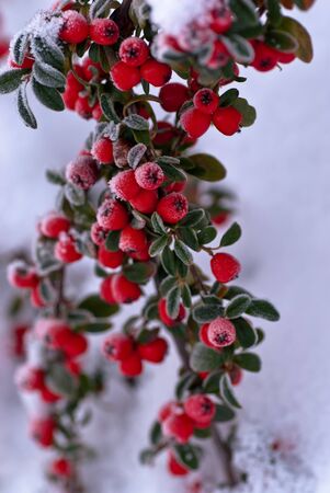Frosted Red Berriesの写真素材