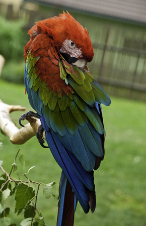 Perched macaw parrotの写真素材