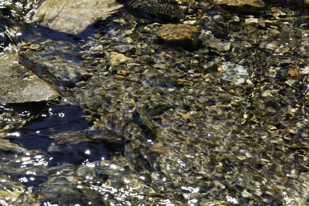 Shallow stream with stonesの写真素材
