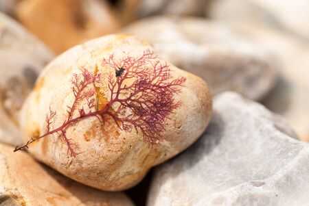 Purple seaweed dried on pebbleの写真素材