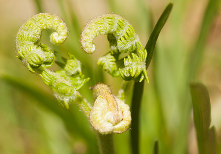 Horizontal image of defocused fern fronds opening in a heart shape, leftの写真素材
