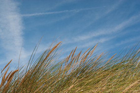 seascape image of grass reeds growing on sand dunes, shot against the skyの写真素材