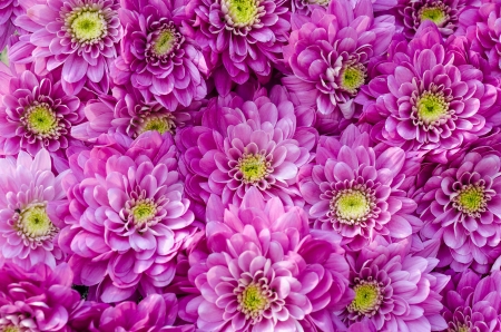 Closeup Photo Of Dahlia Pink Flowersの写真素材
