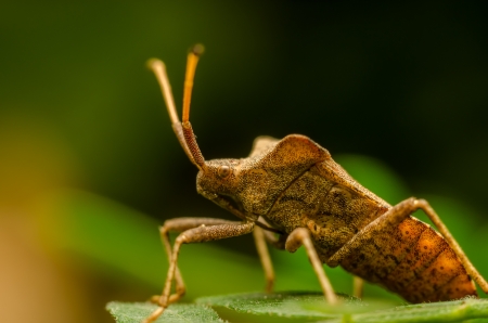 Extreme Macro Photo Of A Shield Bugの写真素材