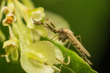 Macro Photo Of A Female Mosquitoの写真素材