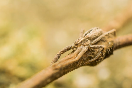 Extreme Macro Photo Of A Nursery Web Spider In Attacking Positionの写真素材
