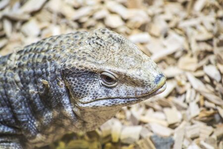 The savanna monitor  Varanus exanthematicus  is a species of monitor lizard native to Africa 