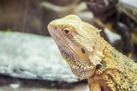 Pogona vitticeps a species of agamid lizard の写真素材